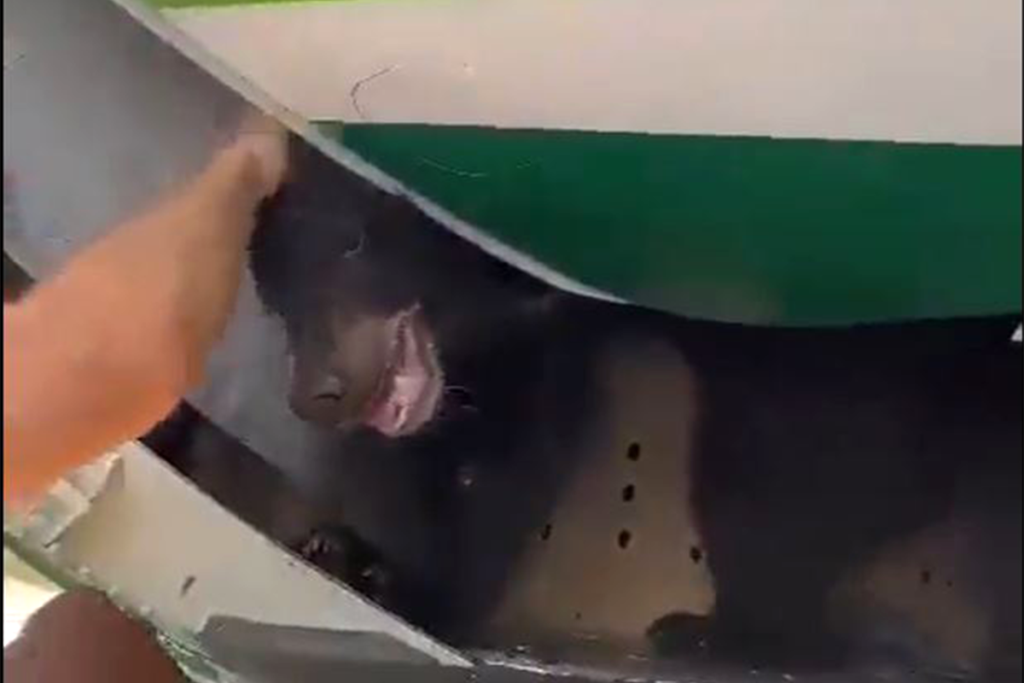 El oso en la bodega de carga del B737