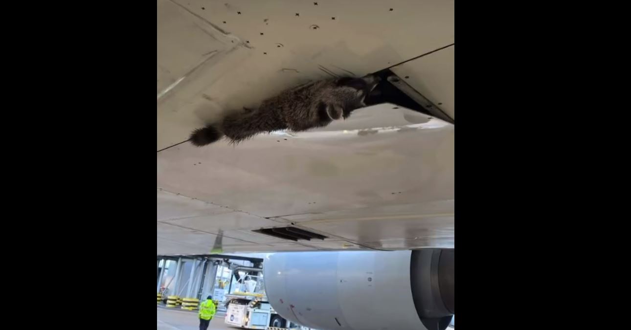 Imagen el mapache en la parte baja del fuselaje del Boeing 777 de American Airlines en el aeropuerto de Heathrow.